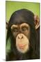 Chimpanzee-DLILLC-Mounted Photographic Print