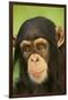 Chimpanzee-DLILLC-Framed Photographic Print