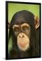 Chimpanzee-DLILLC-Framed Photographic Print