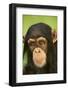 Chimpanzee-DLILLC-Framed Photographic Print