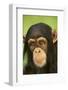 Chimpanzee-DLILLC-Framed Photographic Print