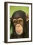 Chimpanzee-DLILLC-Framed Photographic Print