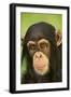 Chimpanzee-DLILLC-Framed Photographic Print