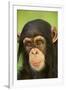 Chimpanzee-DLILLC-Framed Photographic Print