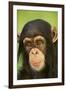 Chimpanzee-DLILLC-Framed Photographic Print