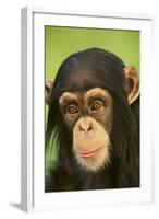 Chimpanzee-DLILLC-Framed Photographic Print