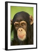 Chimpanzee-DLILLC-Framed Photographic Print