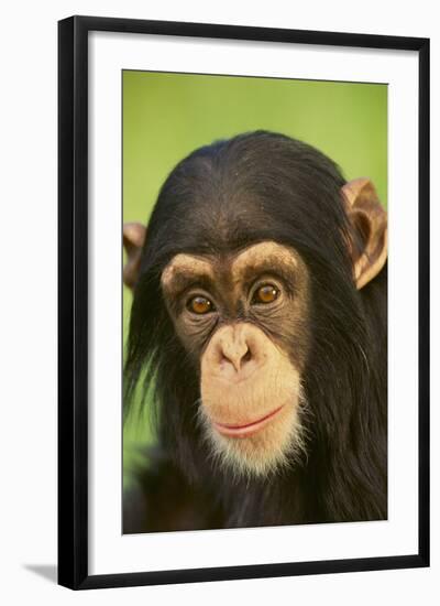 Chimpanzee-DLILLC-Framed Photographic Print