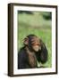 Chimpanzee-DLILLC-Framed Photographic Print