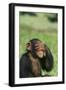 Chimpanzee-DLILLC-Framed Photographic Print