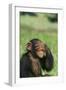 Chimpanzee-DLILLC-Framed Photographic Print