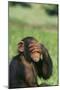 Chimpanzee-DLILLC-Mounted Photographic Print