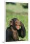 Chimpanzee-DLILLC-Framed Photographic Print