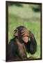 Chimpanzee-DLILLC-Framed Photographic Print