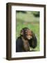 Chimpanzee-DLILLC-Framed Photographic Print