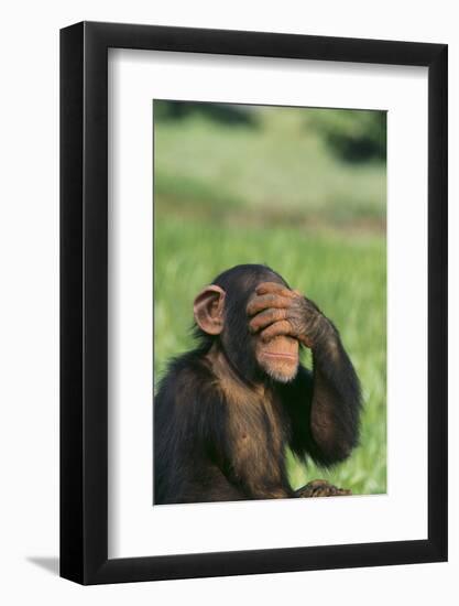 Chimpanzee-DLILLC-Framed Photographic Print