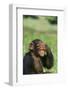 Chimpanzee-DLILLC-Framed Photographic Print