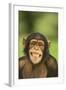 Chimpanzee-DLILLC-Framed Photographic Print