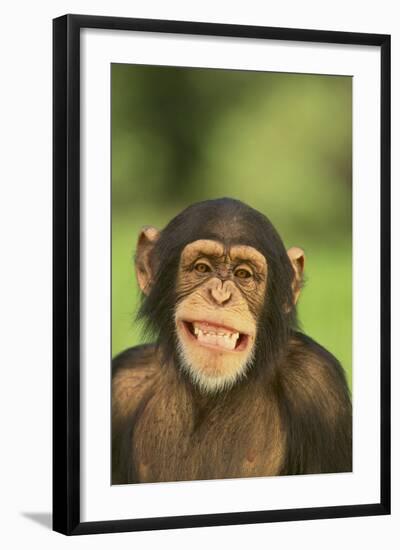 Chimpanzee-DLILLC-Framed Photographic Print