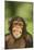 Chimpanzee-DLILLC-Mounted Photographic Print