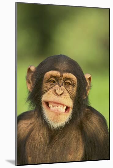 Chimpanzee-DLILLC-Mounted Photographic Print