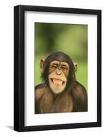 Chimpanzee-DLILLC-Framed Photographic Print