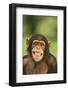 Chimpanzee-DLILLC-Framed Photographic Print