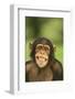 Chimpanzee-DLILLC-Framed Photographic Print