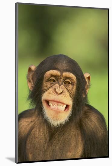 Chimpanzee-DLILLC-Mounted Photographic Print