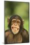 Chimpanzee-DLILLC-Mounted Photographic Print