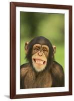 Chimpanzee-DLILLC-Framed Photographic Print