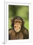 Chimpanzee-DLILLC-Framed Photographic Print