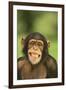 Chimpanzee-DLILLC-Framed Photographic Print