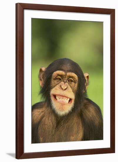 Chimpanzee-DLILLC-Framed Photographic Print