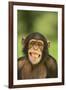 Chimpanzee-DLILLC-Framed Photographic Print