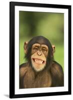 Chimpanzee-DLILLC-Framed Photographic Print