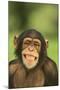 Chimpanzee-DLILLC-Mounted Photographic Print