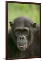 Chimpanzee-DLILLC-Framed Photographic Print