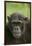 Chimpanzee-DLILLC-Framed Photographic Print