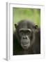 Chimpanzee-DLILLC-Framed Photographic Print