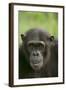 Chimpanzee-DLILLC-Framed Photographic Print