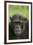 Chimpanzee-DLILLC-Framed Photographic Print