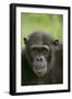 Chimpanzee-DLILLC-Framed Photographic Print