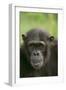 Chimpanzee-DLILLC-Framed Photographic Print