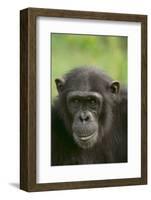 Chimpanzee-DLILLC-Framed Photographic Print