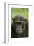 Chimpanzee-DLILLC-Framed Photographic Print