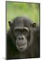 Chimpanzee-DLILLC-Mounted Photographic Print