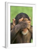 Chimpanzee-DLILLC-Framed Photographic Print