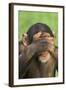 Chimpanzee-DLILLC-Framed Photographic Print