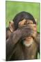 Chimpanzee-DLILLC-Mounted Photographic Print